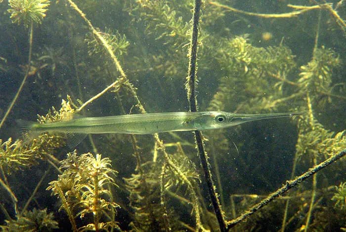 Xenentodon canciloides photo