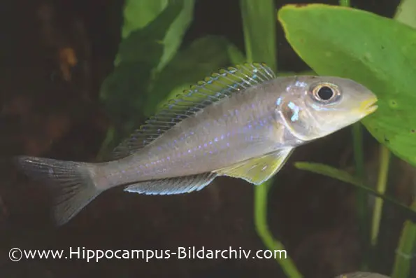 Xenotilapia flavipinnis photo