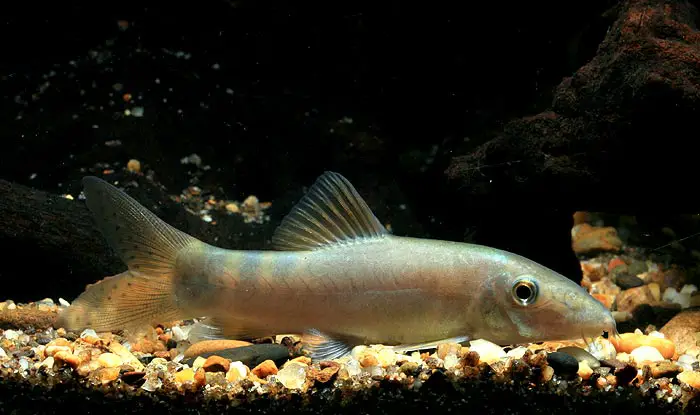 Yasuhikotakia caudipunctata photo