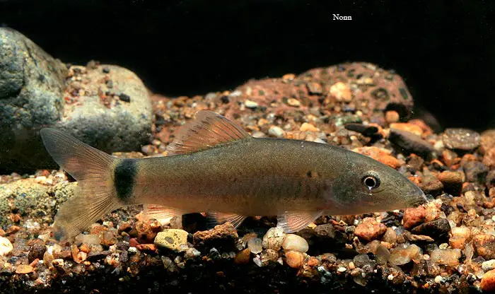 Yasuhikotakia eos photo