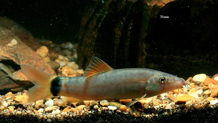 Yasuhikotakia lecontei photo