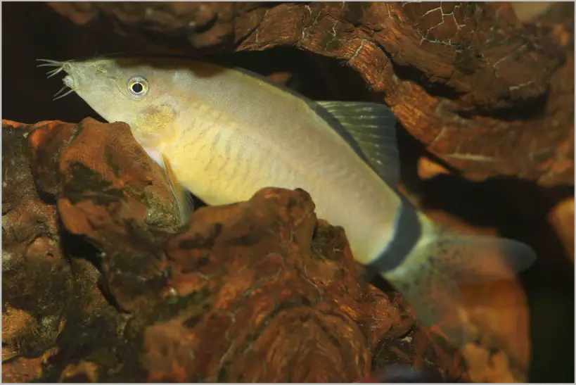 Yasuhikotakia morleti photo