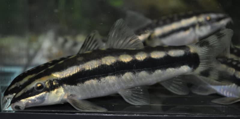 Ambastaia nigrolineata photo