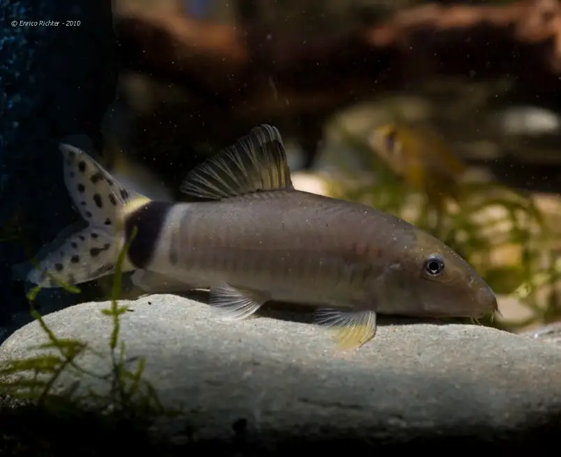 Yasuhikotakia splendida photo