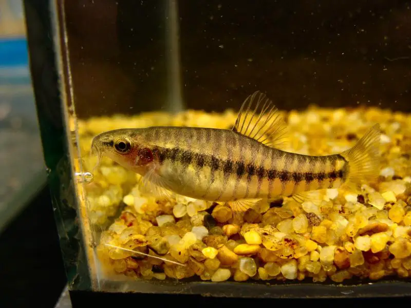 Micronemacheilus cruciatus photo