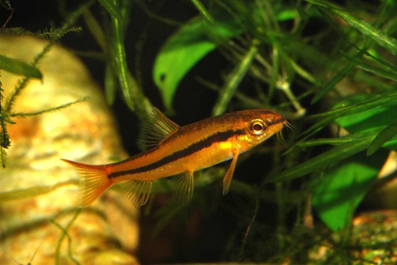 Petruichthys sp. rosy photo