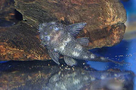 Ancistrus sp. photo