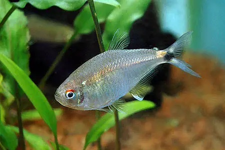 Astyanax bimaculatus photo