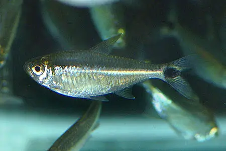 Astyanax kennedyi photo