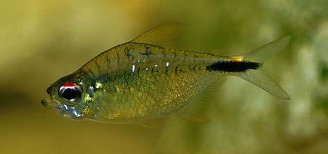 Astyanax leopoldi photo