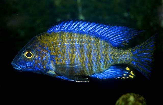 Aulonocara ethelwynnae photo