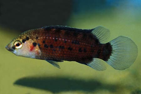 Badis blosyrus photo