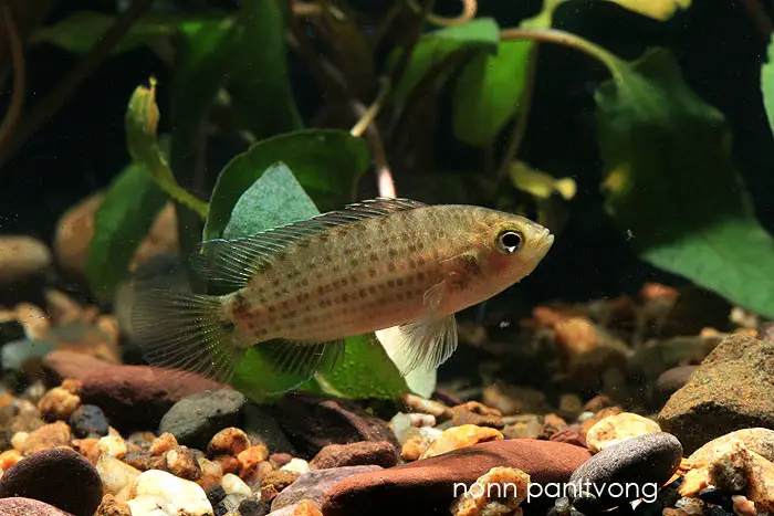 Badis siamensis photo