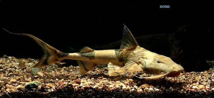 Bagarius bagarius photo