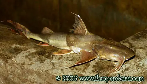 Bagarius rutilus photo