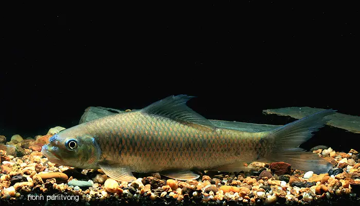 Bangana devdevi photo