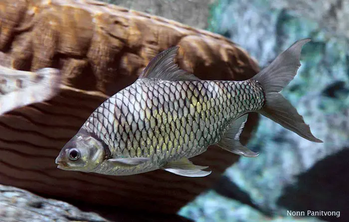 Barbonymus gonionotus photo