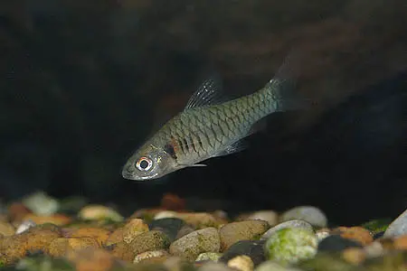 Clypeobarbus congicus photo