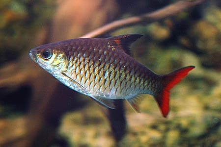 Barbus guirali photo
