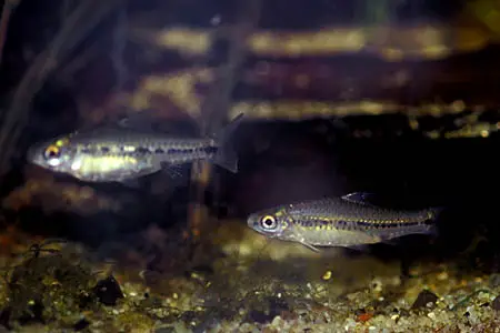 Barbus sublineatus photo