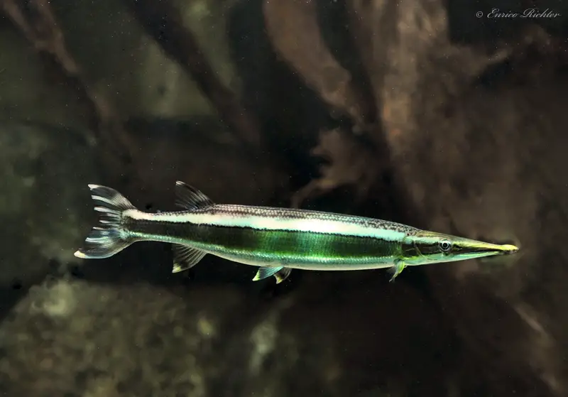 Boulengerella lateristriga photo