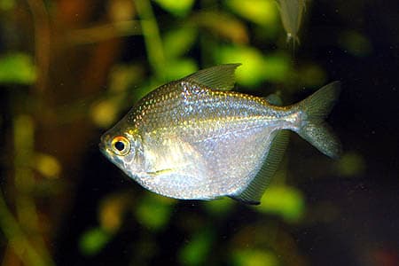 Brachychalcinus orbicularis photo