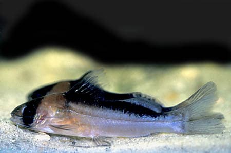 Brachyrhamdia rambarrani photo