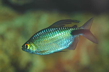 Brycinus longipinnis photo