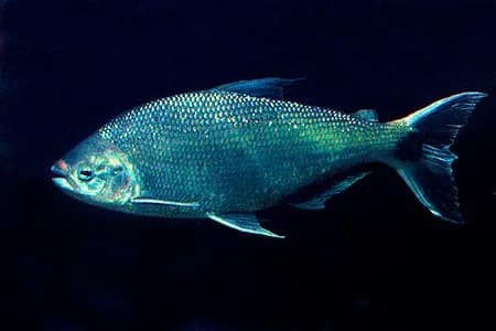 Brycon cephalus photo
