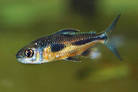 Bryconaethiops boulengeri photo