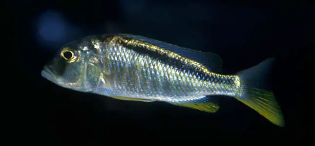 Buccochromis nototaenia photo