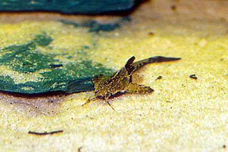 Bunocephalus coracoideus photo