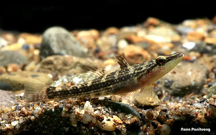 Butis amboinensis photo