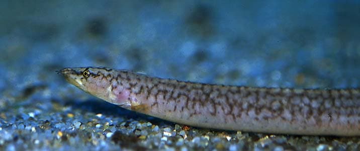 Caecomastacembelus albomaculatus photo