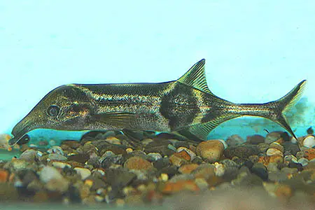 Campylomormyrus tamandua photo