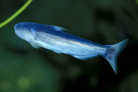 Cetopsis coecutiens photo