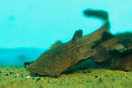 Chaca bankanensis photo