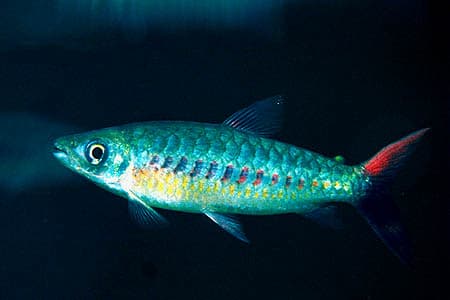 Chalceus erythrurus photo