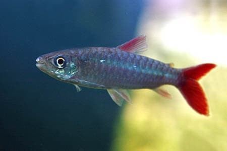 Chalceus macrolepidotus photo