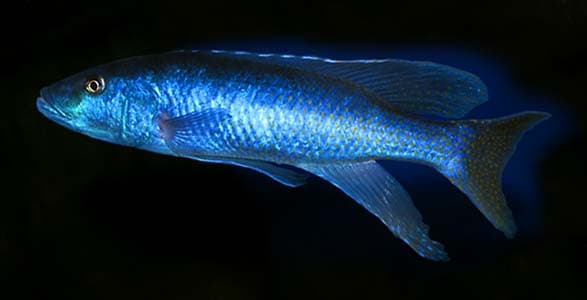 Champsochromis caeruleus photo