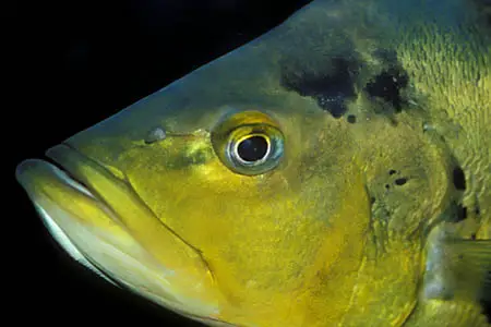Cichla ocellaris photo