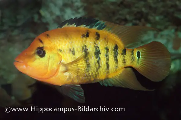 Cichlasoma festae photo