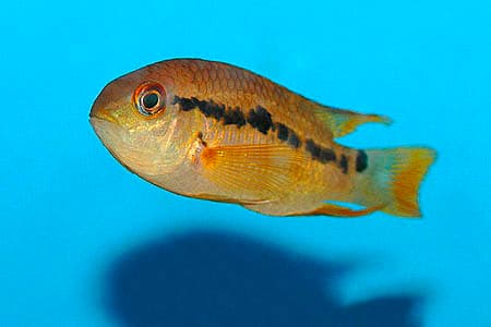 Cichlasoma boliviense photo