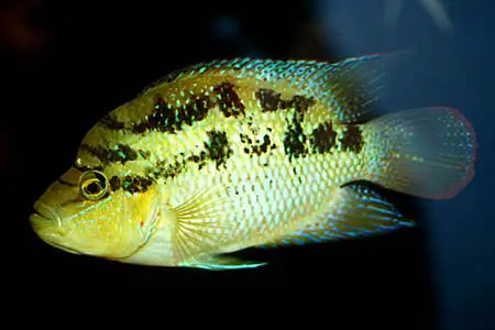 Cichlasoma salvini photo