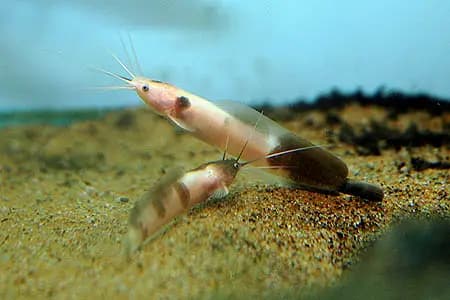 Clarias batrachus photo