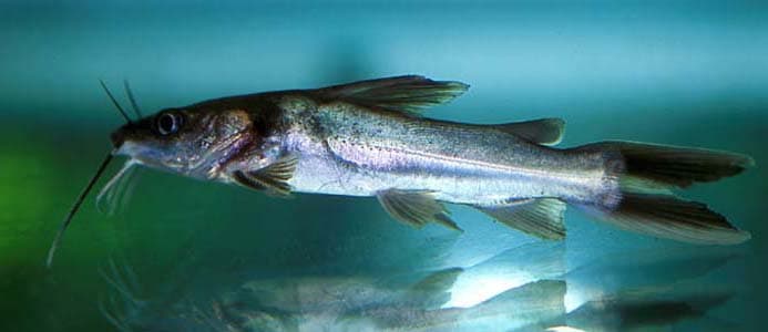 Clarotes laticeps photo