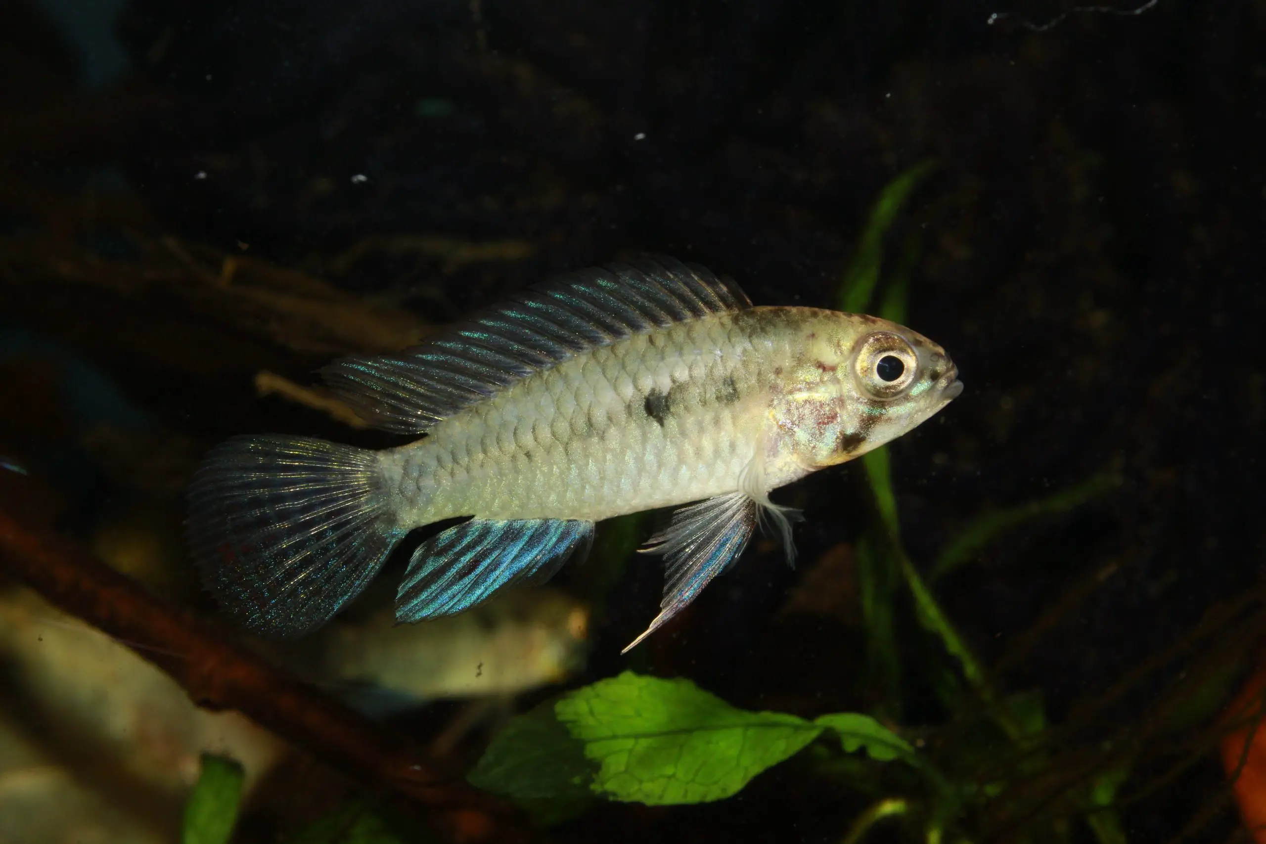 Apistogramma commbrae photo