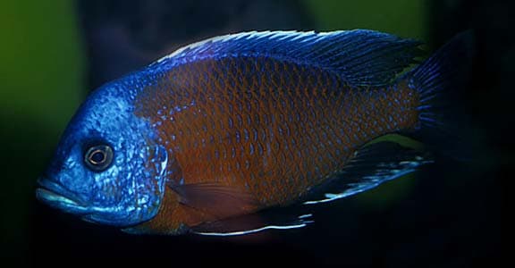 Copadichromis borleyi photo