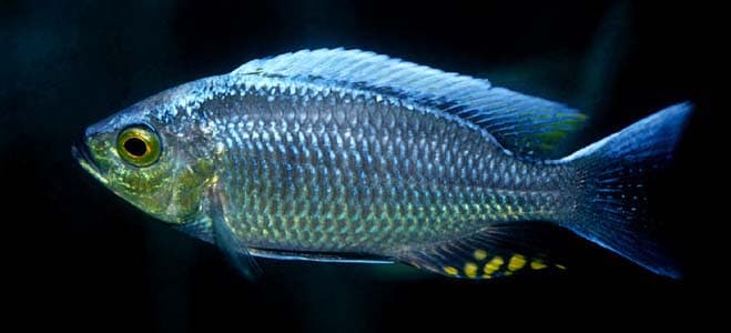 Copadichromis ilesi photo