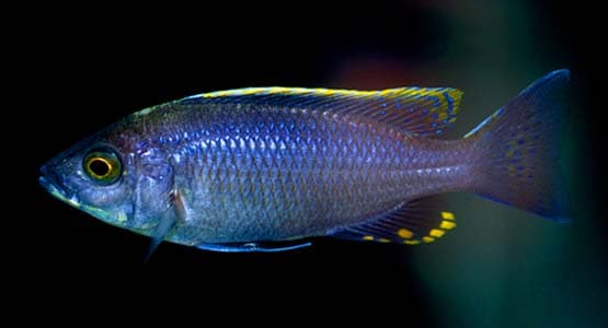 Copadichromis virginalis photo